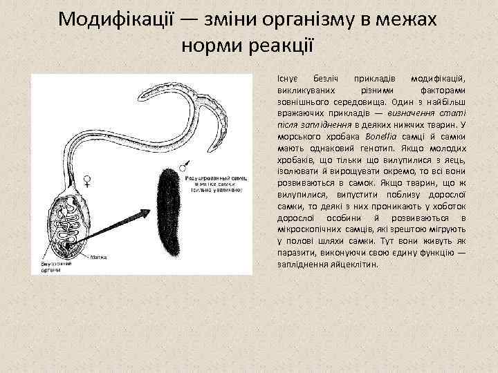 Модифікації — зміни організму в межах норми реакції Існує безліч прикладів модифікацій, викликуваних різними