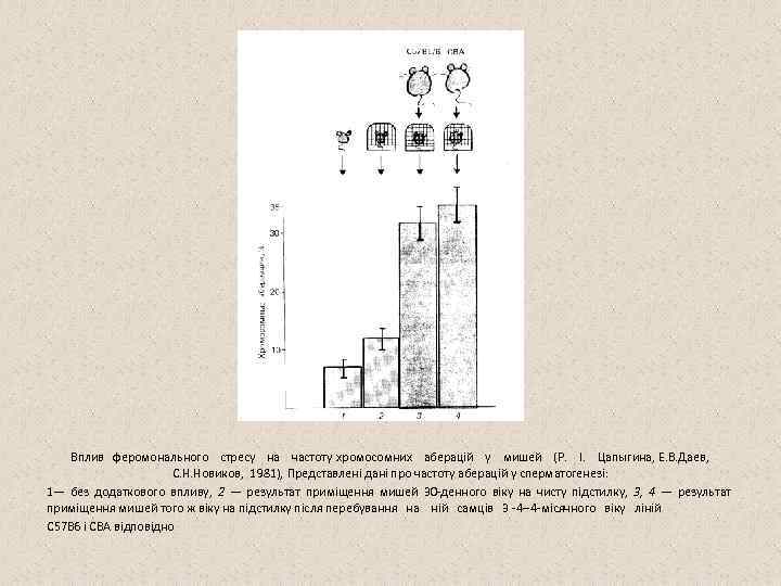 Вплив феромонального стресу на частоту хромосомних аберацій у мишей (Р. І. Цапыгина, Е. В.