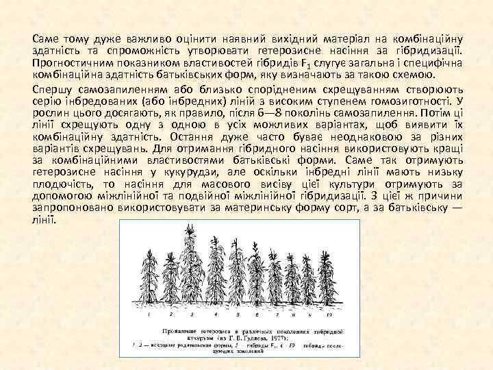 Саме тому дуже важливо оцінити наявний вихідний матеріал на комбінаційну здатність та спроможність утворювати