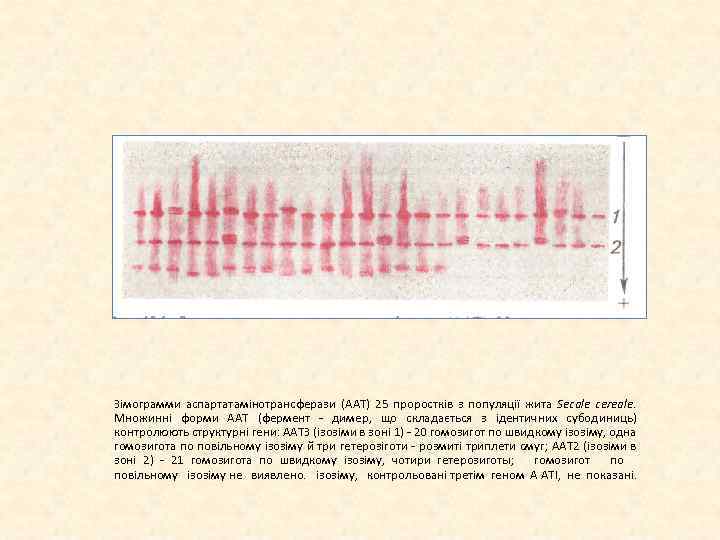 Зімограмми аспартатамінотрансферази (ААТ) 25 проростків з популяції жита Secale cereale. Множинні форми ААТ (фермент