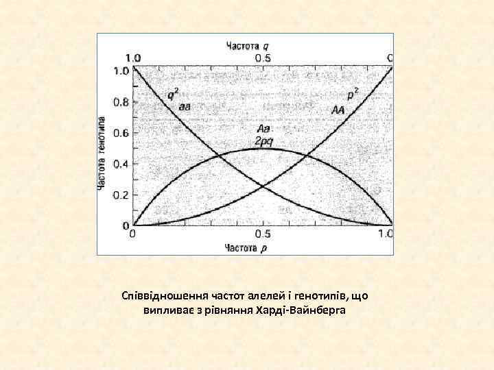 Співвідношення частот алелей і генотипів, що випливає з рівняння Харді-Вайнберга 