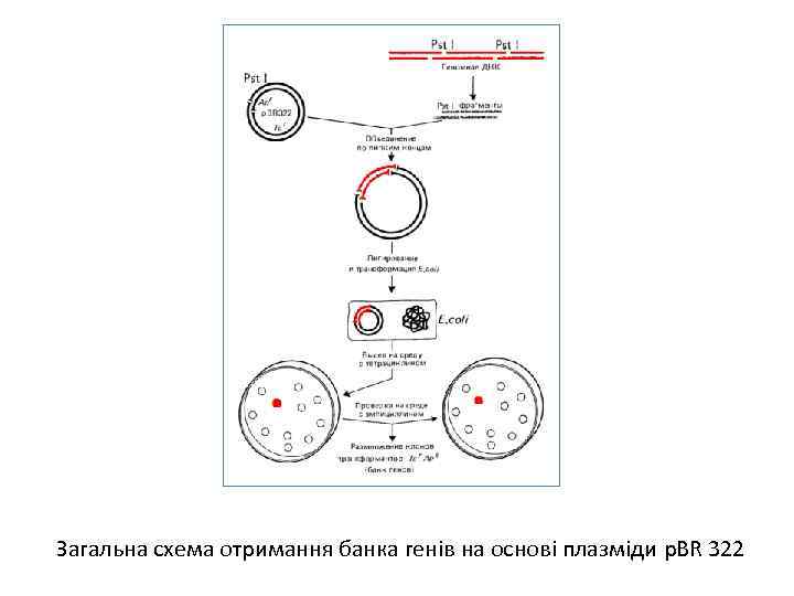 Загальна схема отримання банка генів на основі плазміди p. BR 322 