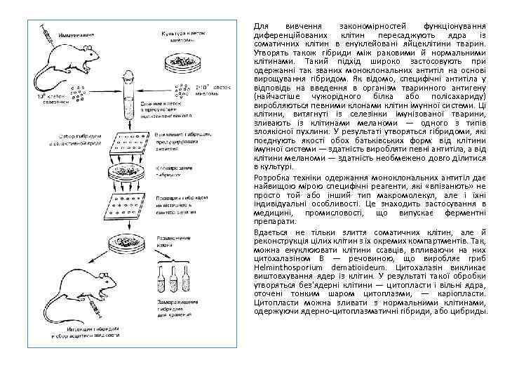 Для вивчення закономірностей функціонування диференційованих клітин пересаджують ядра із соматичних клітин в енуклейовані яйцеклітини