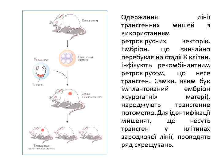 Одержання лінії трансгенних мишей з використанням ретровірусних векторів. Ембріон, що звичайно перебуває на стадії