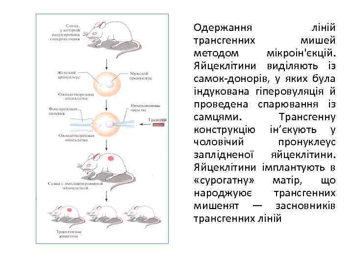 Одержання ліній трансгенних мишей методом мікроін'єкцій. Яйцеклітини виділяють із самок донорів, у яких була