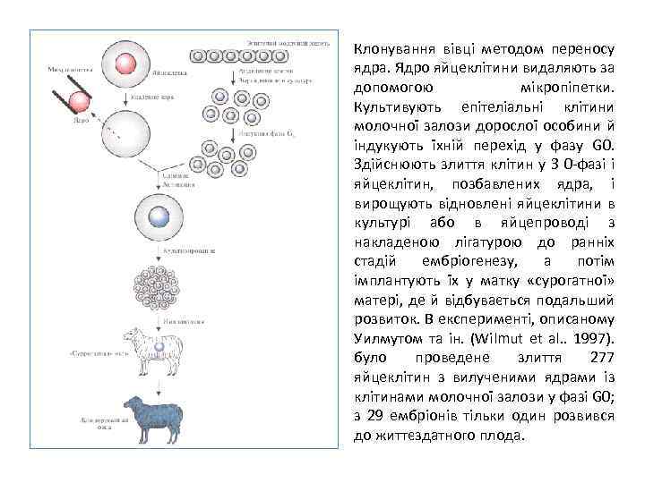 Клонування вівці методом переносу ядра. Ядро яйцеклітини видаляють за допомогою мікропіпетки. Культивують епітеліальні клітини