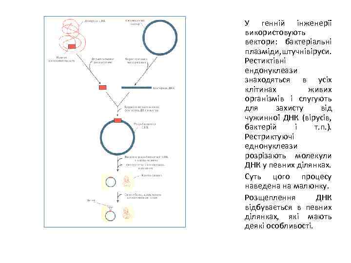 У генній інженерії використовують вектори: бактеріальні плазміди, штучнівіруси. Рестиктівні ендонуклеази знаходяться в усіх клітинах