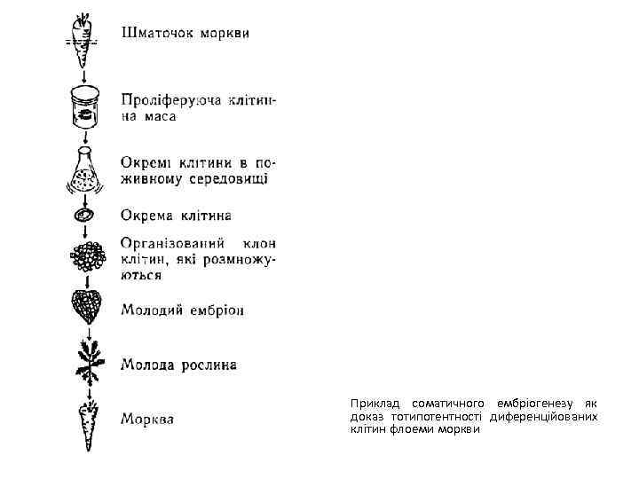 Приклад соматичного ембріогенезу як доказ тотипотентності диференційованих клітин флоеми моркви 