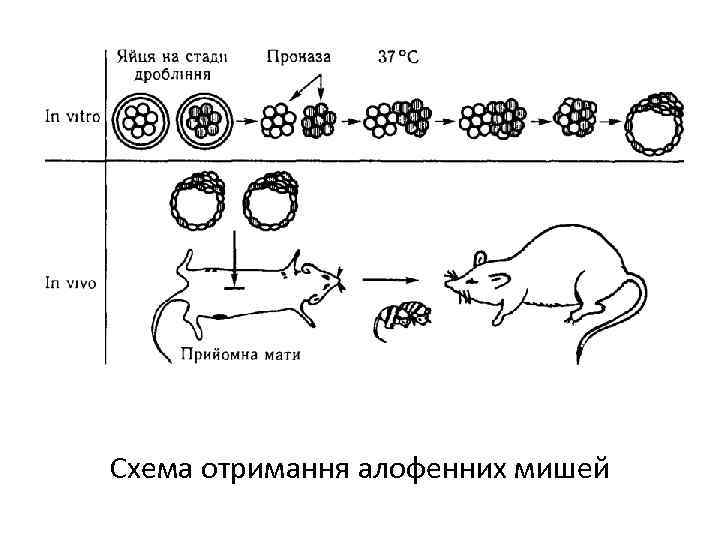 Схема отримання алофенних мишей 