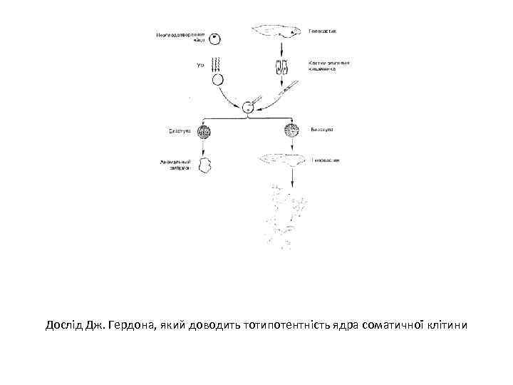 Дослід Дж. Гердона, який доводить тотипотентність ядра соматичної клітини 