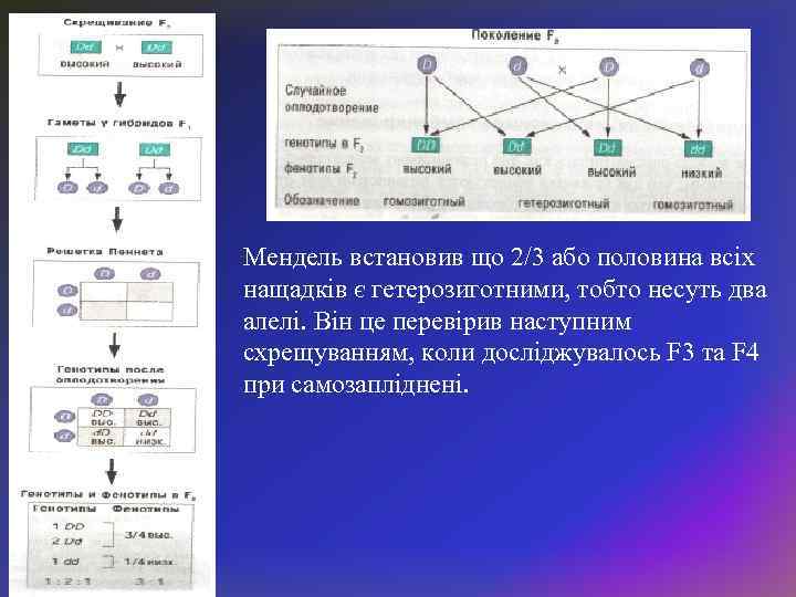 Мендель встановив що 2/3 або половина всіх нащадків є гетерозиготними, тобто несуть два алелі.