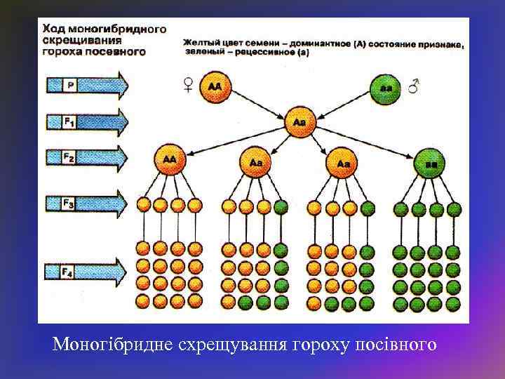 Моногібридне схрещування гороху посівного 