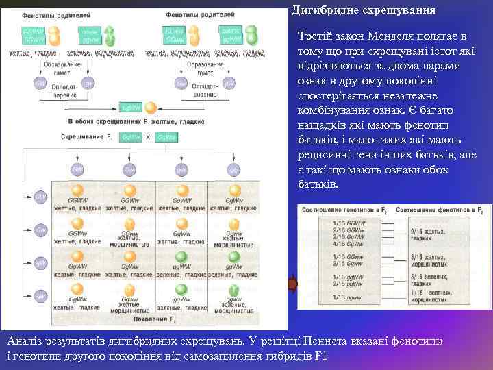 Дигибридне схрещування Третій закон Менделя полягає в тому що при схрещувані істот які відрізняються