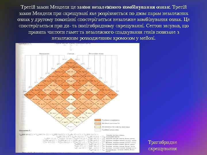 Третій закон Менделя це закон незалежного комбінування ознак. Третій закон Менделя при схрещувані яке