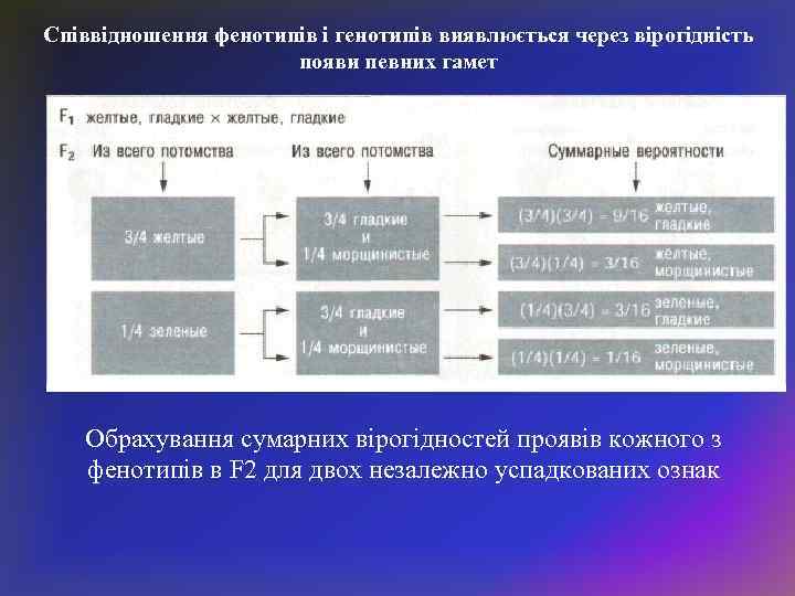 Співвідношення фенотипів і генотипів виявлюється через вірогідність появи певних гамет Обрахування сумарних вірогідностей проявів