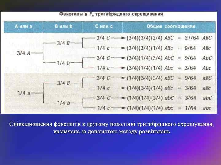 Співвідношення фенотипів в другому поколінні тригибридного схрещування, визначене за допомогою методу розвітвлень 