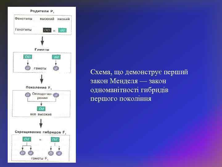 Схема, що демонструє перший закон Менделя — закон одноманітності гибридів першого покоління 