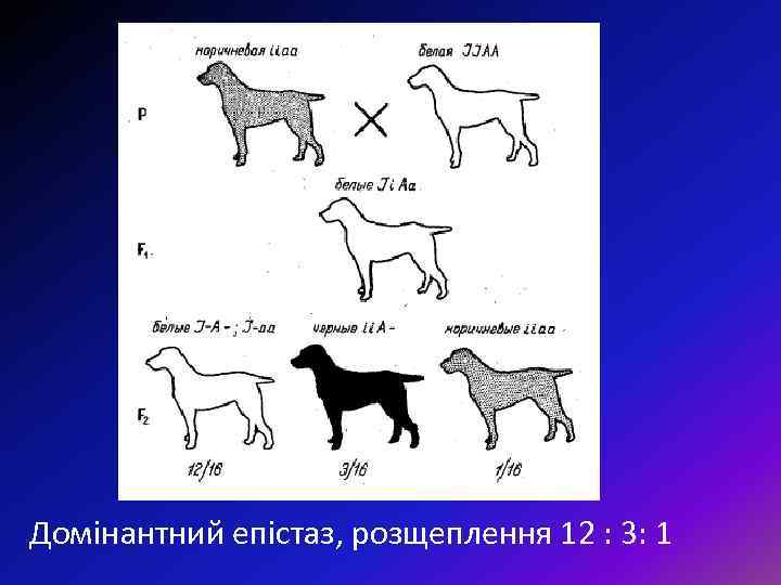 Домінантний епістаз, розщеплення 12 : 3: 1 