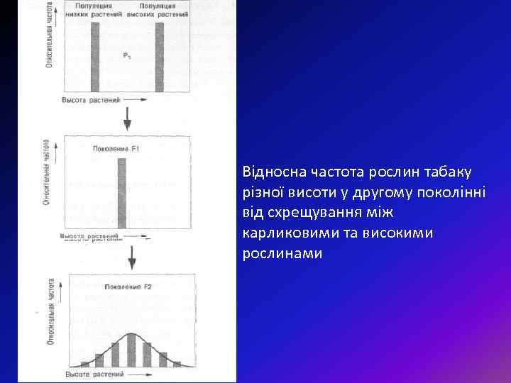 Відносна частота рослин табаку різної висоти у другому поколінні від схрещування між карликовими та