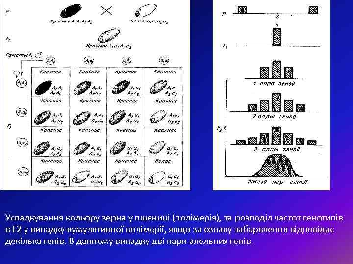 Успадкування кольору зерна у пшениці (полімерія), та розподіл частот генотипів в F 2 у