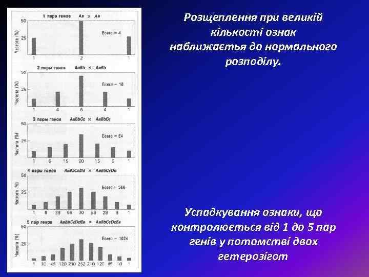 Розщеплення при великій кількості ознак наближаєтья до нормального розподілу. Успадкування ознаки, що контролюється від