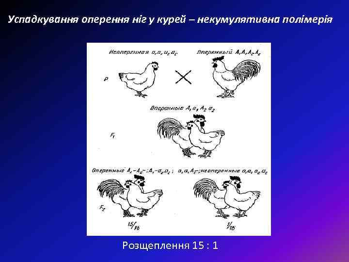Успадкування оперення ніг у курей – некумулятивна полімерія Розщеплення 15 : 1 