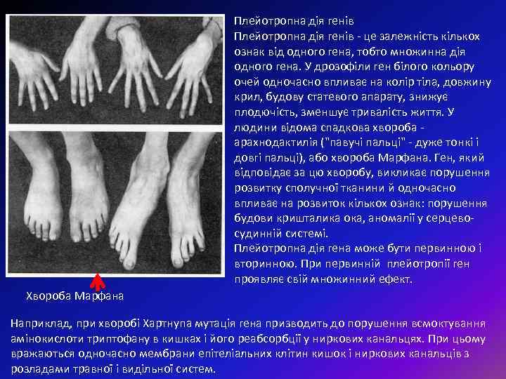 Плейотропна дія генів - це залежність кількох ознак від одного гена, тобто множинна дія