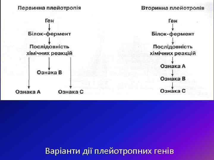 Варіанти дії плейотропних генів 