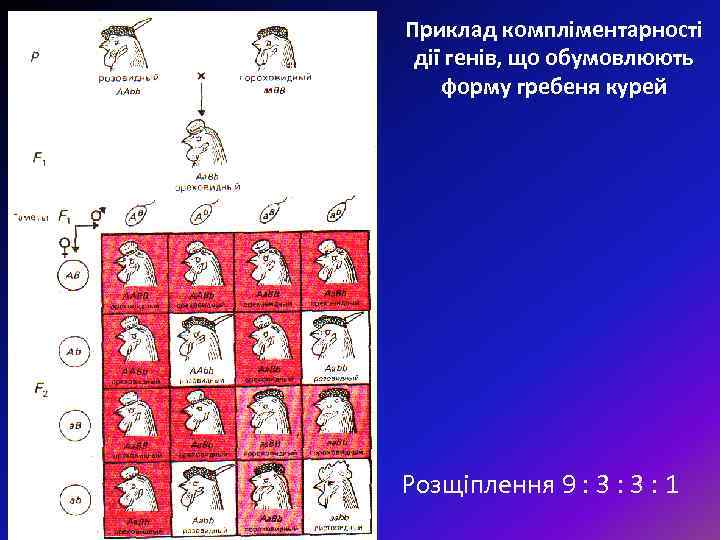 Приклад компліментарності дії генів, що обумовлюють форму гребеня курей Розщіплення 9 : 3 :