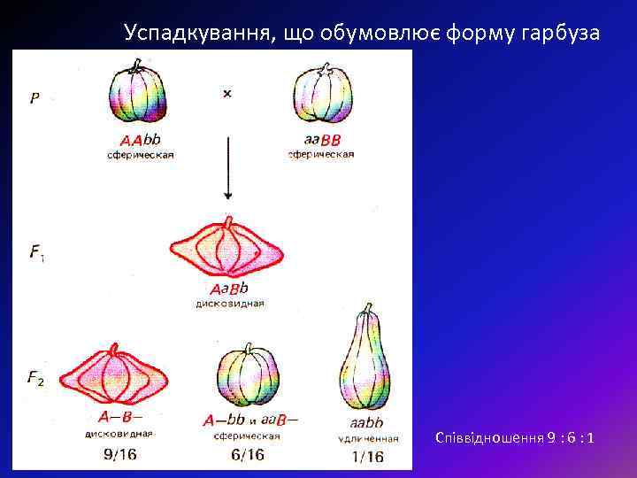 Успадкування, що обумовлює форму гарбуза Співвідношення 9 : 6 : 1 