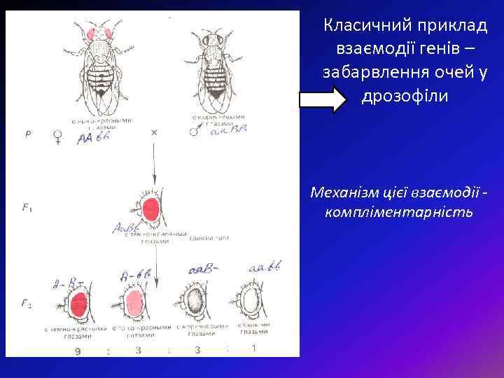 Класичний приклад взаємодії генів – забарвлення очей у дрозофіли Механізм цієї взаємодії компліментарність 