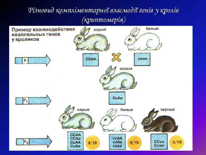 Різновид компліментарної взаємодії генів у кролів (криптомерія) 