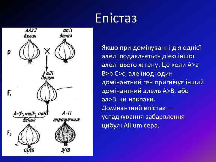 Епістаз Якщо при домінуванні дія однієї алелі подавляється дією іншої алелі цього ж гену.