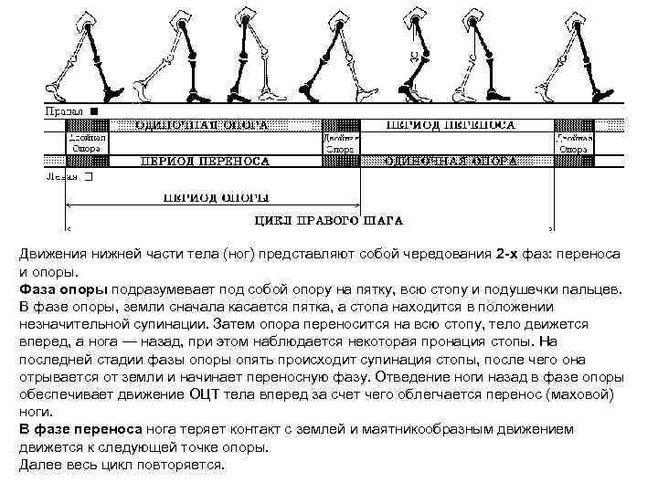 Движения нижней части тела (ног) представляют собой чередования 2 -х фаз: переноса и опоры.