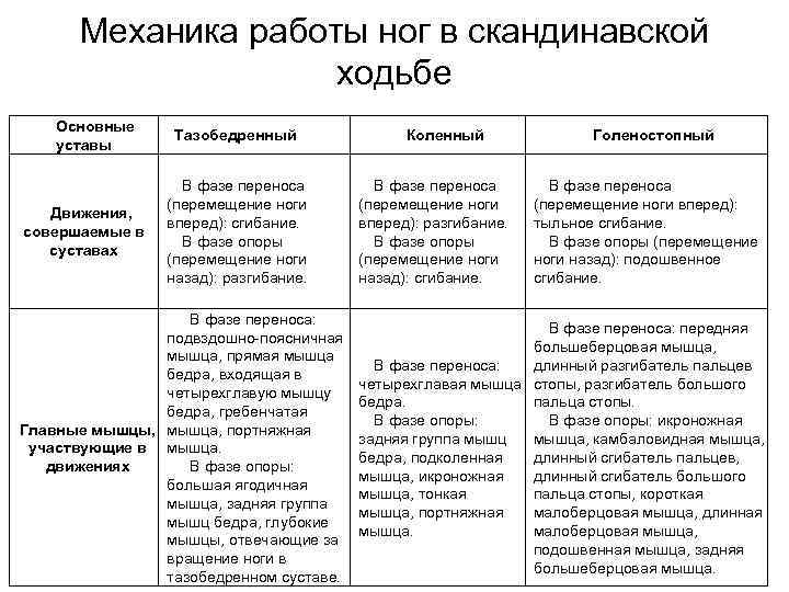 Механика работы ног в скандинавской ходьбе Основные уставы Движения, совершаемые в суставах Тазобедренный В