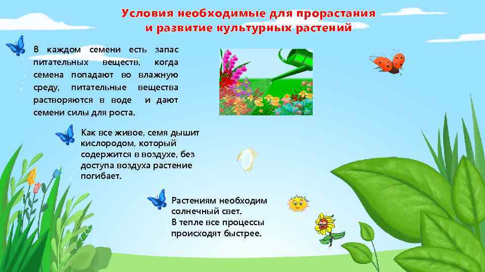 Условия необходимые для прорастания и развитие культурных растений В каждом семени есть запас питательных