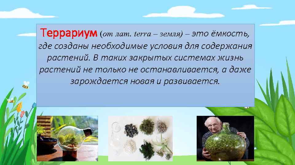Террариум (от лат. terra – земля) – это ёмкость, где созданы необходимые условия для