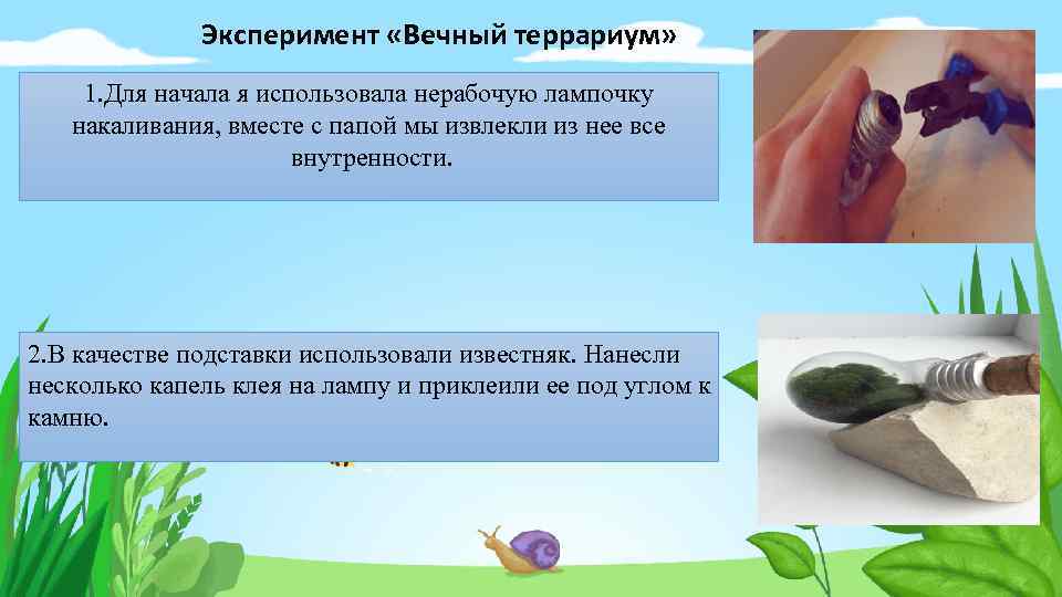 Эксперимент «Вечный террариум» 1. Для начала я использовала нерабочую лампочку накаливания, вместе с папой