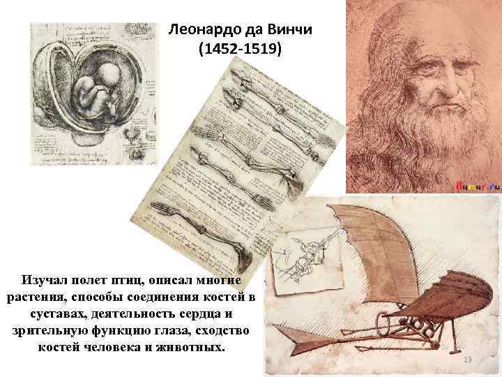 Леонардо да Винчи (1452 -1519) Изучал полет птиц, описал многие растения, способы соединения костей