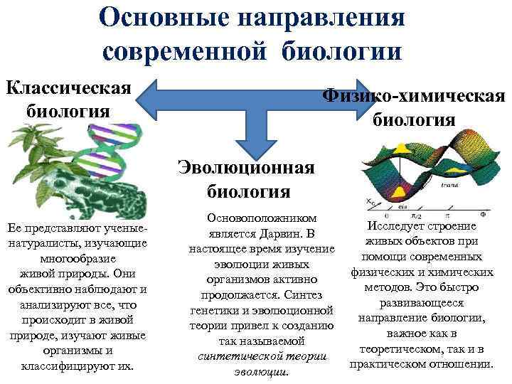 Основные направления современной биологии Классическая биология Физико-химическая биология Эволюционная биология Ее представляют ученыенатуралисты, изучающие
