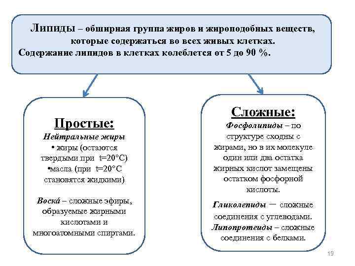 Липиды – обширная группа жиров и жироподобных веществ, которые содержаться во всех живых клетках.