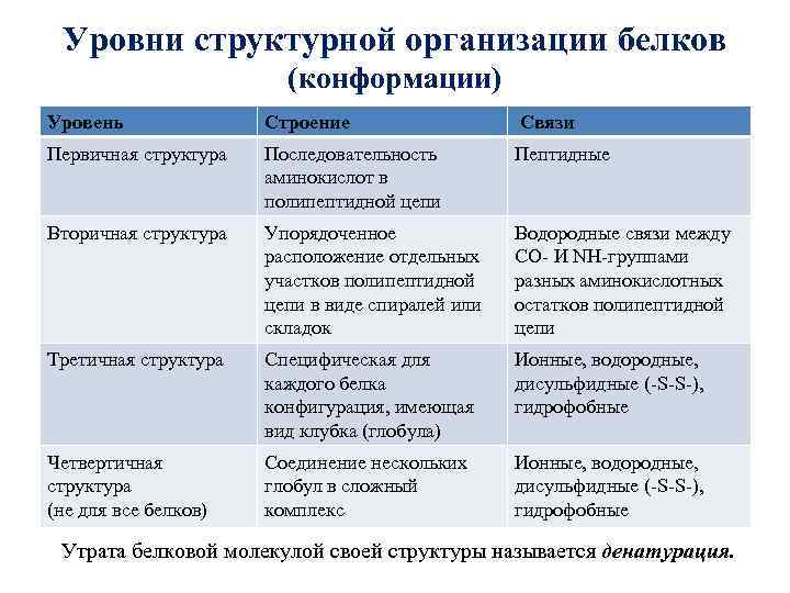 Уровни структурной организации белков (конформации) Уровень Строение Связи Первичная структура Последовательность аминокислот в полипептидной