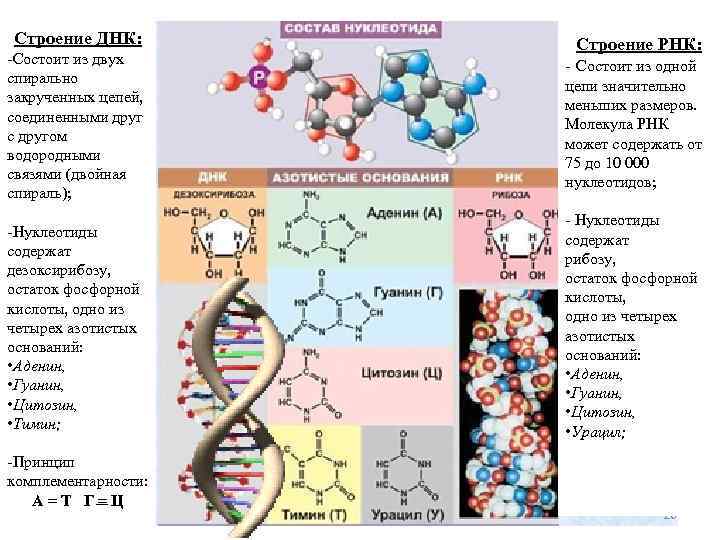 Строение ДНК: -Состоит из двух спирально закрученных цепей, соединенными друг с другом водородными связями