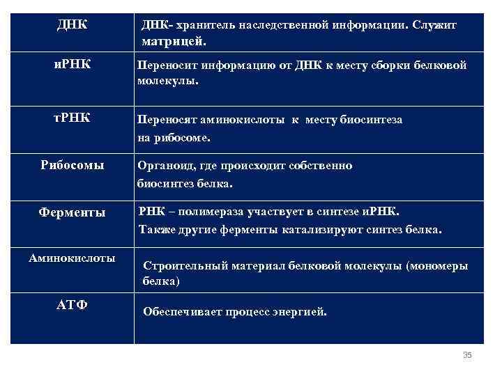 ДНК ДНК- хранитель наследственной информации. Служит матрицей. и. РНК Переносит информацию от ДНК к