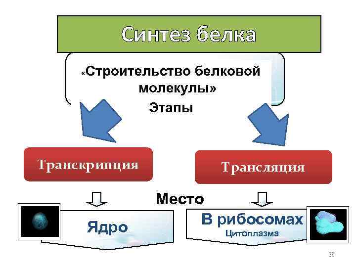 Ядра транскрипция