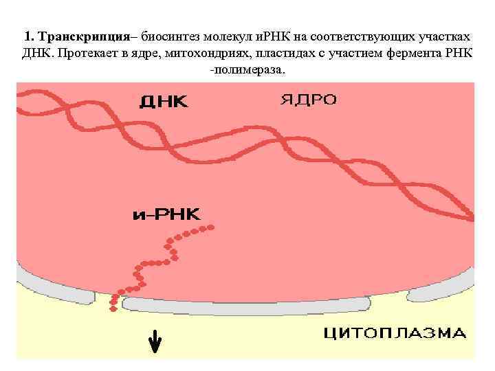 Протекает в митохондриях. Транскрипция в ядре. Процесс транскрипции происходит в ядре. Транскрипция в митохондриях. РНК В митохондриях.