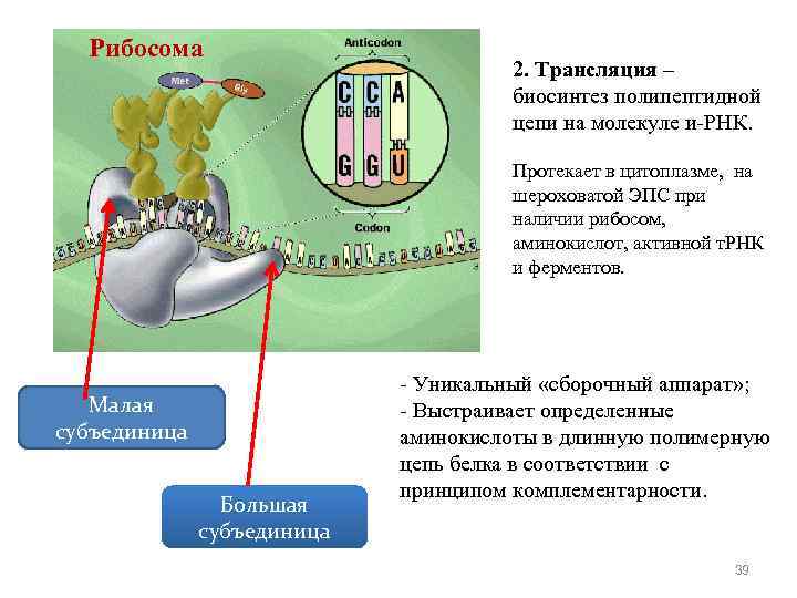 Рибосома 2. Трансляция – биосинтез полипептидной цепи на молекуле и-РНК. Протекает в цитоплазме, на
