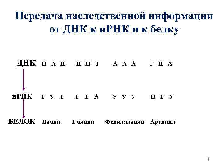 Передача наследственной информации от ДНК к и. РНК и к белку ДНК Ц А