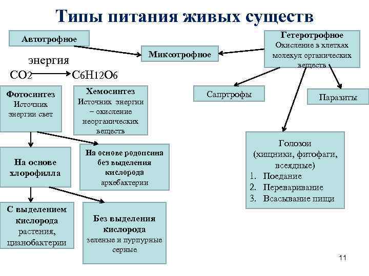 Типы питания живых существ Гетеротрофное Автотрофное энергия СО 2 С 6 Н 12 О