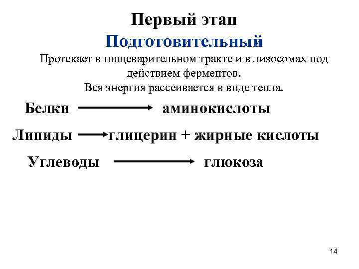 Первый этап Подготовительный Протекает в пищеварительном тракте и в лизосомах под действием ферментов. Вся